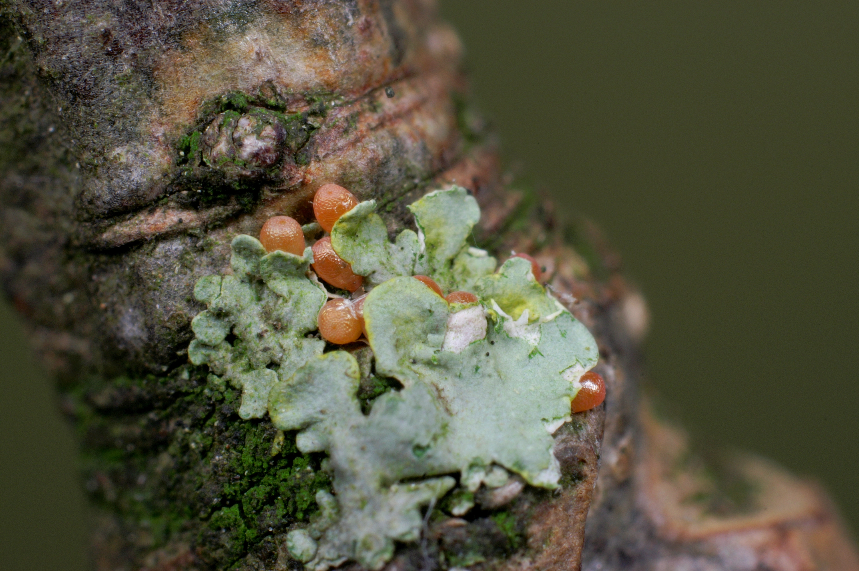 JV_10160127_Operophtera brumata.jpg